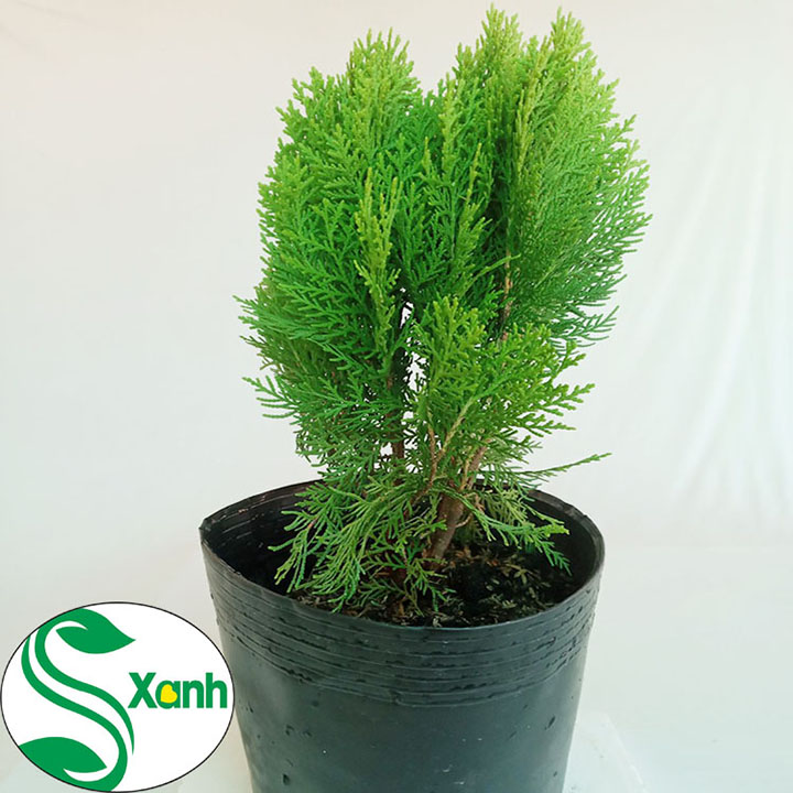 Cây cảnh Trắc Bách Diệp (cây lá thuộc bài)