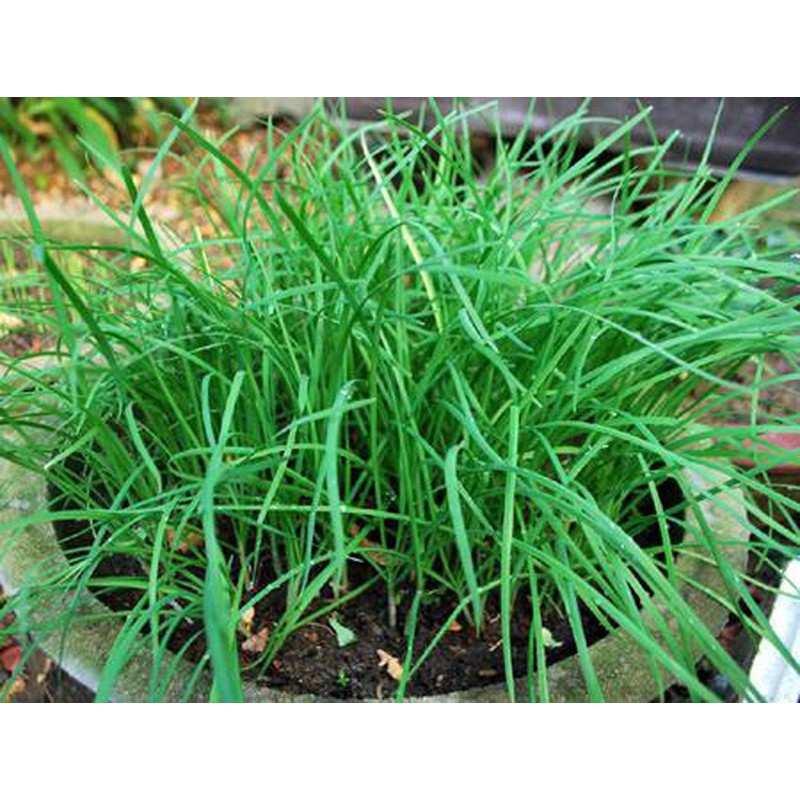 1Gram Hạt Giống Hẹ Lá Duyên Hải
