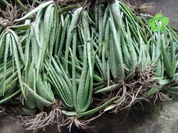 CÂY NHA ĐAM THÁI
