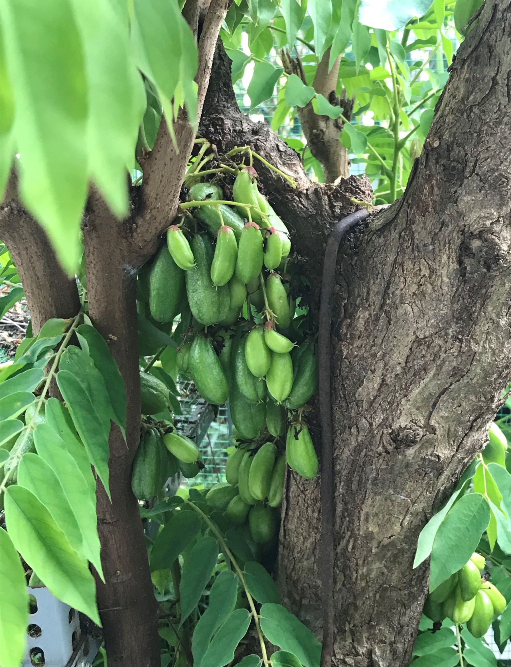 Hạt giống cây Khế tàu (Bilimbi)
