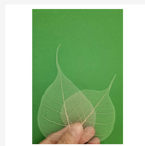 XƯƠNG LÁ BỒ ĐỀ SIZE NHỎ