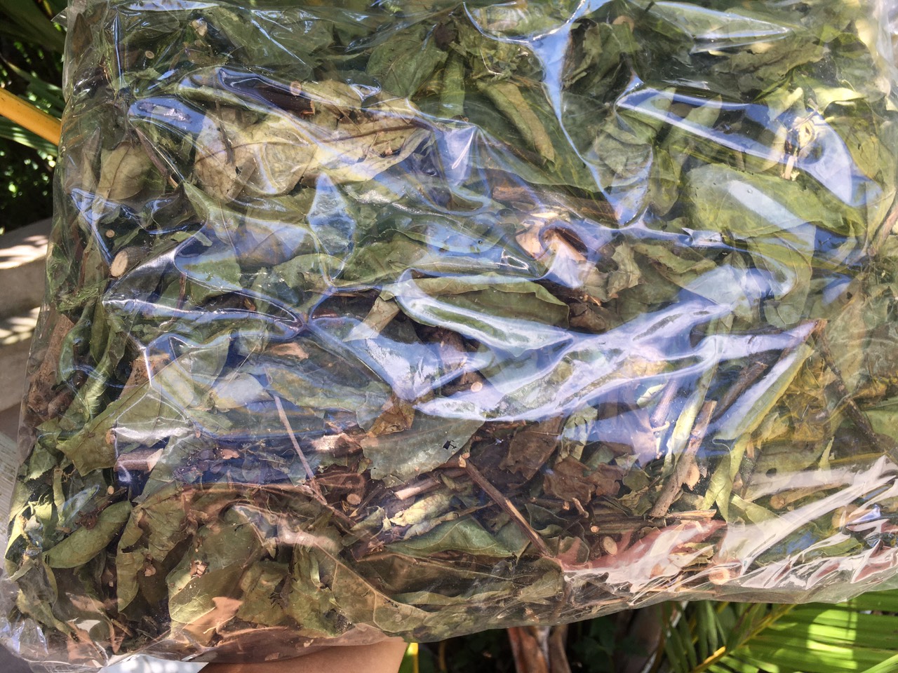 [GIÁ TẠI VƯỜN] 1kg Cây xạ đen Hòa Bình (xanh, khô, sạch, thơm)