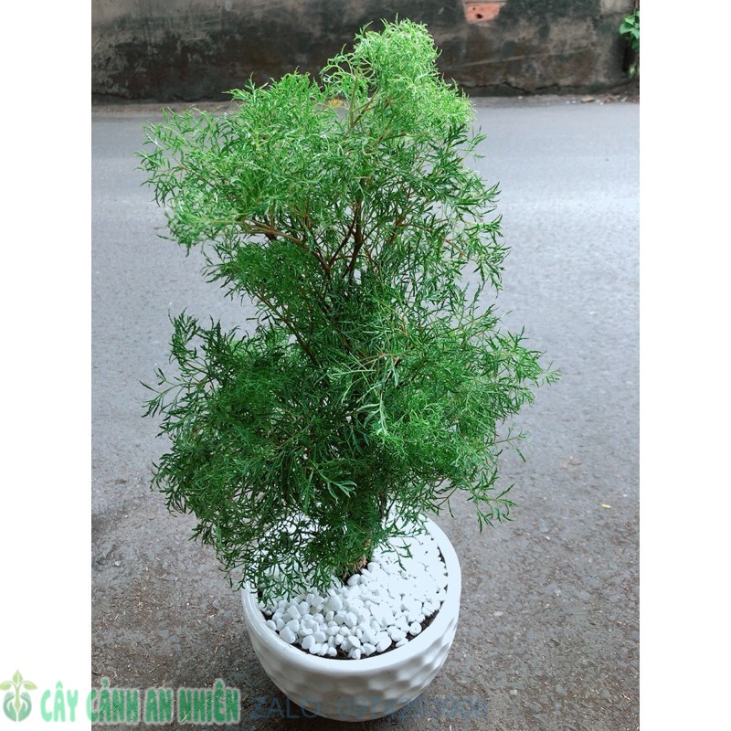 Chậu cây đinh lăng lá nhỏ