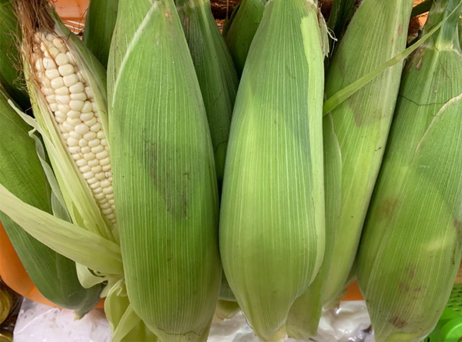 10GR_HẠT GIỐNG BẮP NẾP NÙ (DẺO, THƠM, DỄ TRỒNG)