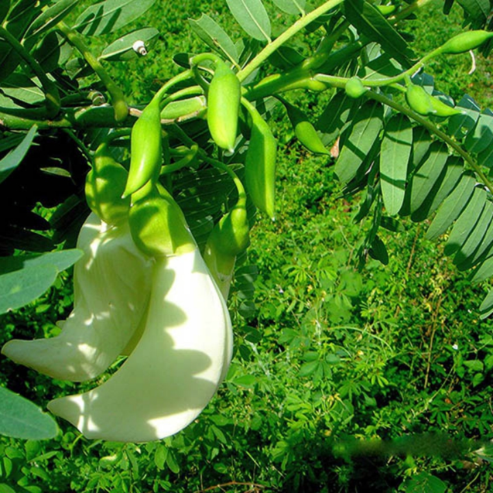 Hạt giống so đũa gói 2gr