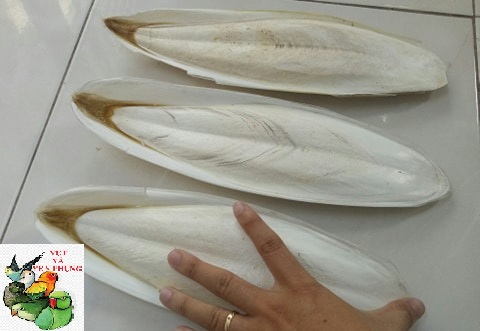 1 CÁI NAN MỰC -MAI MỰC TO DẦY SIZE 18-26CM
