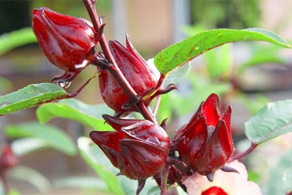 Hạt Giống Hoa Atiso - 2gr
