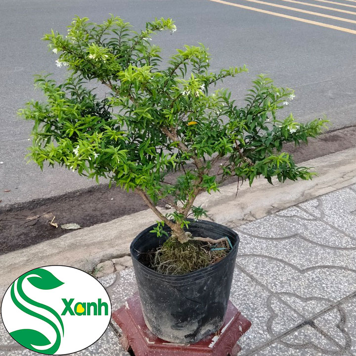 Cây Mai Chiếu Thủy