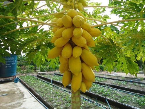 Hạt giống đu đủ vàng 5 hạt
