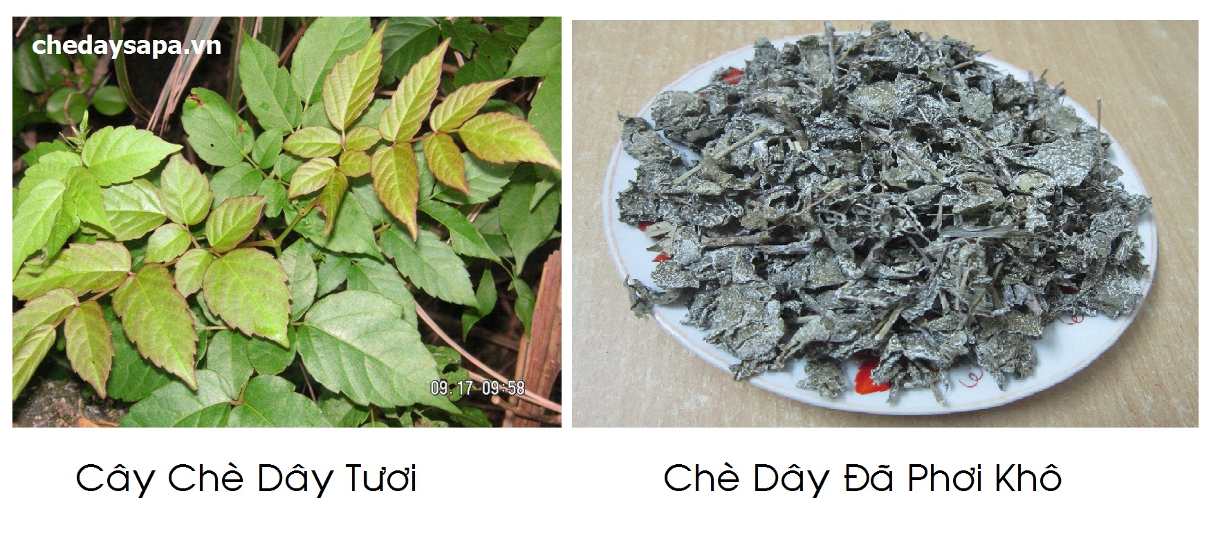 Chè dây 1 kg ch ữa b ệnh dạ dày GT049
