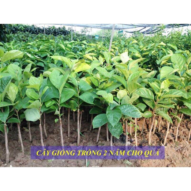 Cây giống hồng đen socola siêu sớm (có tem chuẩn giống)