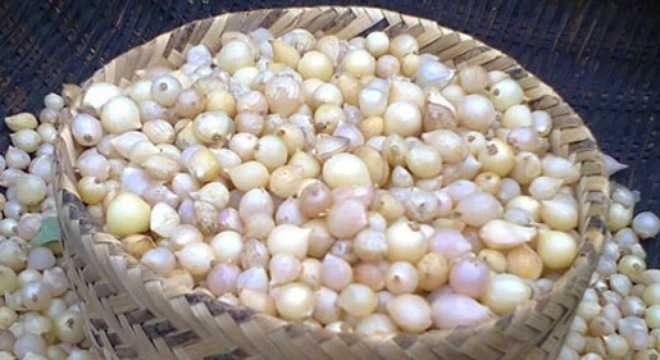 3kg Củ hành tăm Nghệ An (Củ nén)