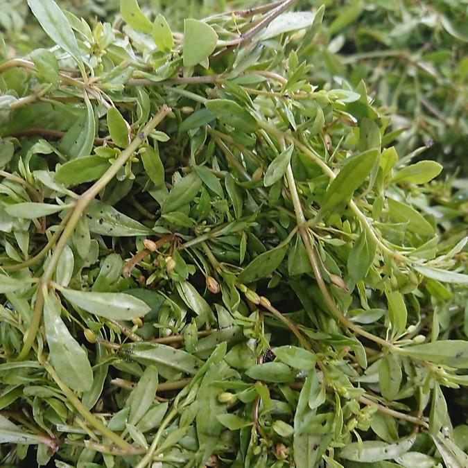 Hạt giống rau đắng đất - (Gói 0.1gram)