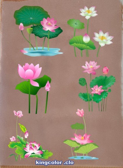 LOTUS FLOWER