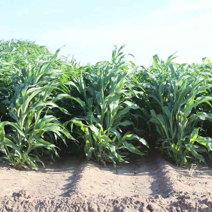 Cỏ chăn nuôi SUDAN SUPER BMR gói 100gr