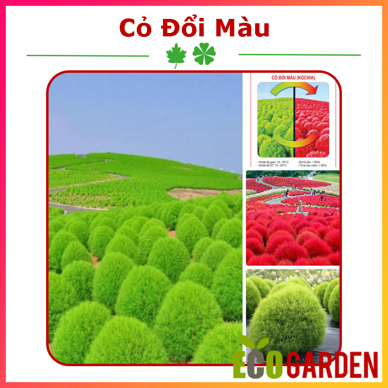 Hạt Giống Cỏ Đổi Màu Nhật Bản (100H) (ECO.086)