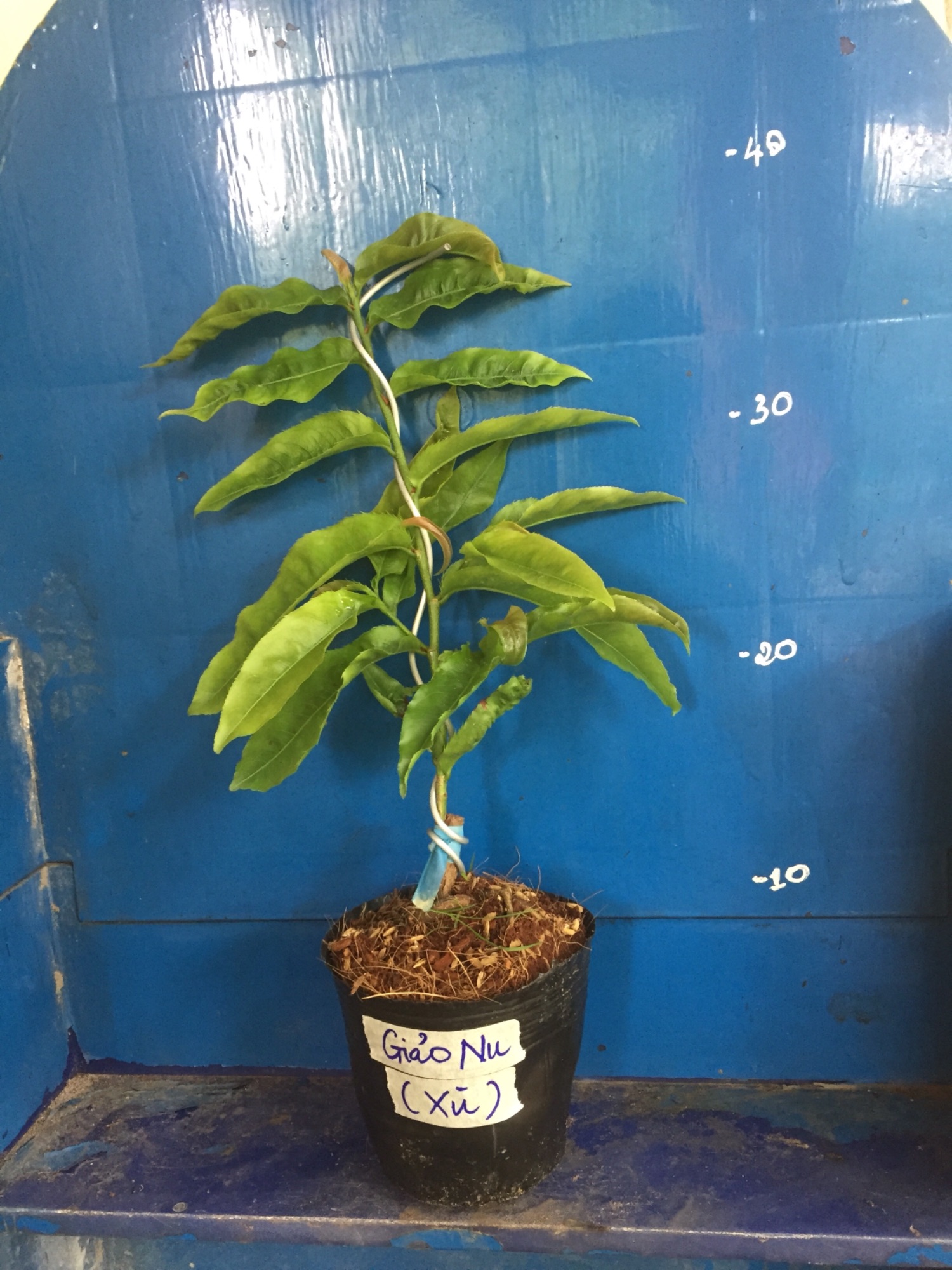 Mai Giảo Nu ( Xù )