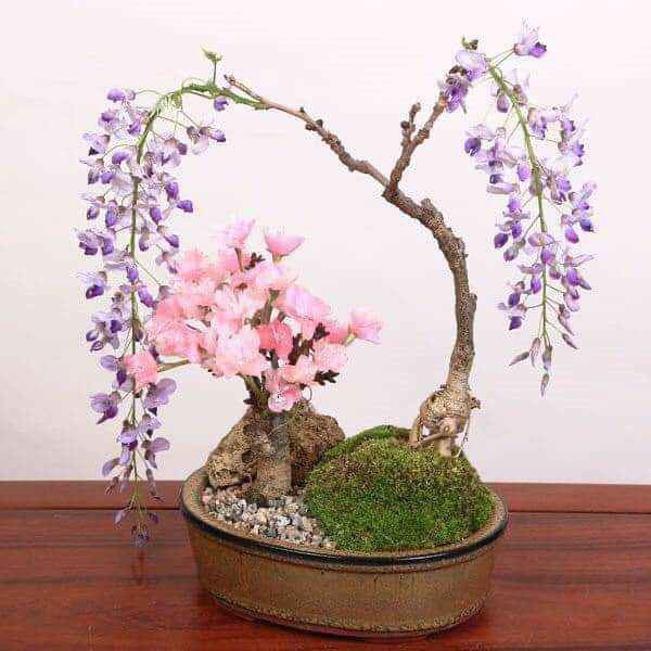 ( MỚI VỀ ) (GIÁ SỈ) CÂY GIỐNG HOA TỬ ĐẰNG