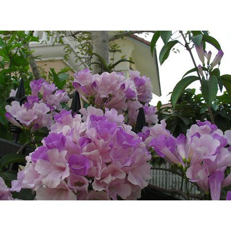 MJ191 Hạt giống Dây ánh hồng hoa đẹp dễ trồng leo nhanh 10 hạt