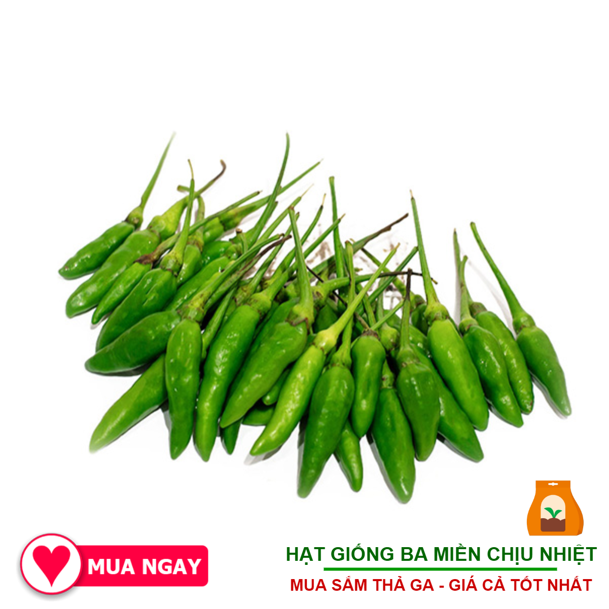 Hạt Giống Ớt Xiêm Ớt Hiểm Rừng