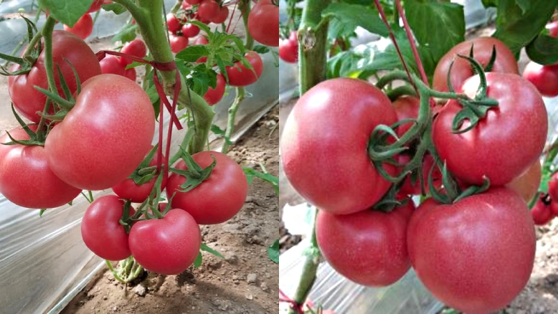 Túi 30 Hạt giống cà chua hồng