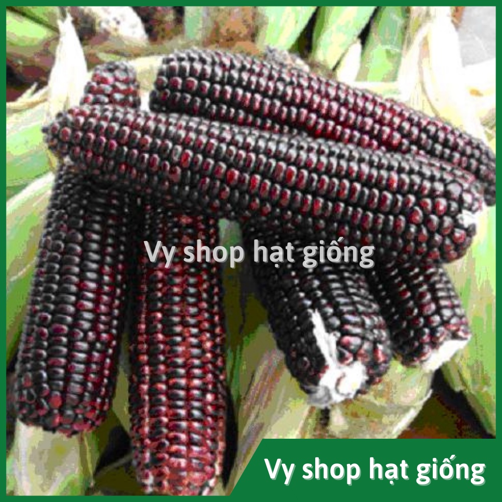 Hạt giống ngô nếp tím (bắp nếp tím) Thái Lan gói 30 hạt