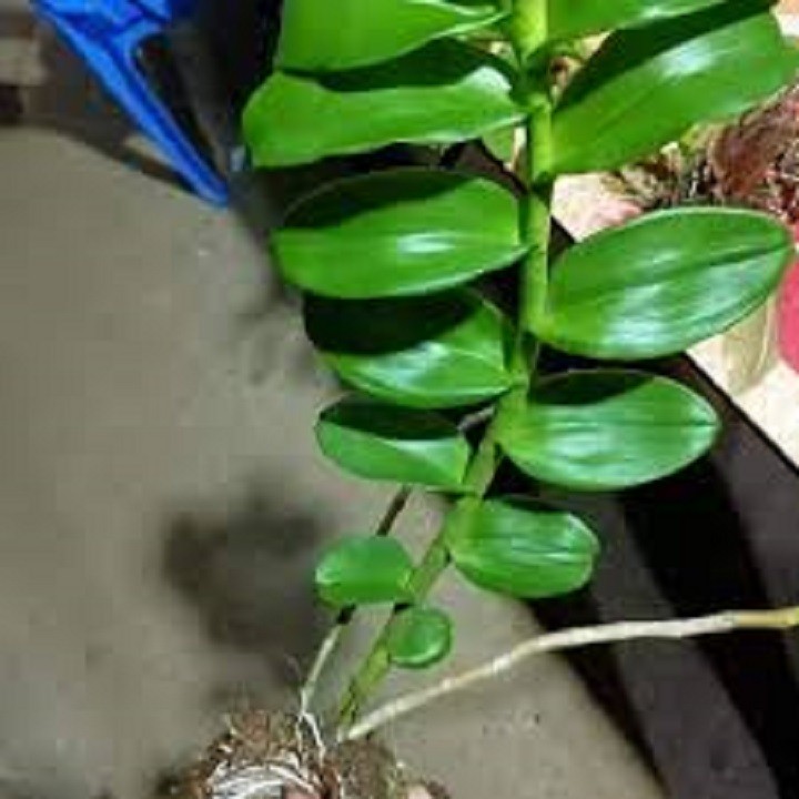 Hoa lan phi điệp- mít xuân sơn(cây cao 25cm)