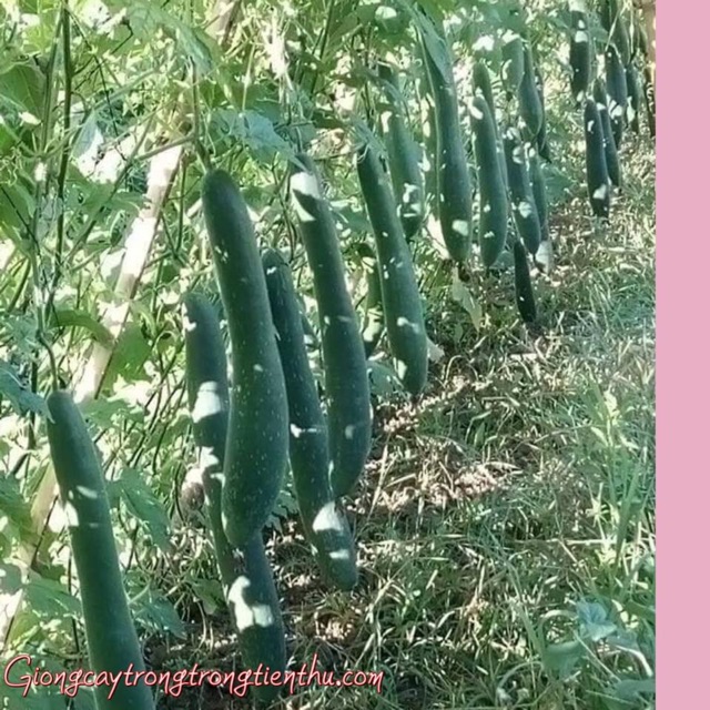 HẠT GIỐNG BÍ ĐAO(BÍ SẶT)CAO SẢN