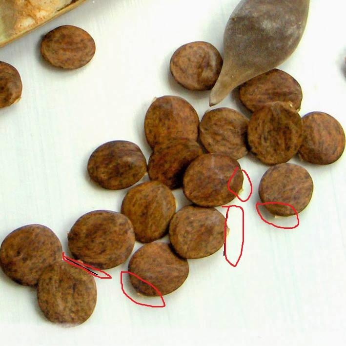 Hạt giống hoa tử đằng mix gói 5 hạt- ( TẶNG gói kích thích hỗ trợ hạt nảy mầm)