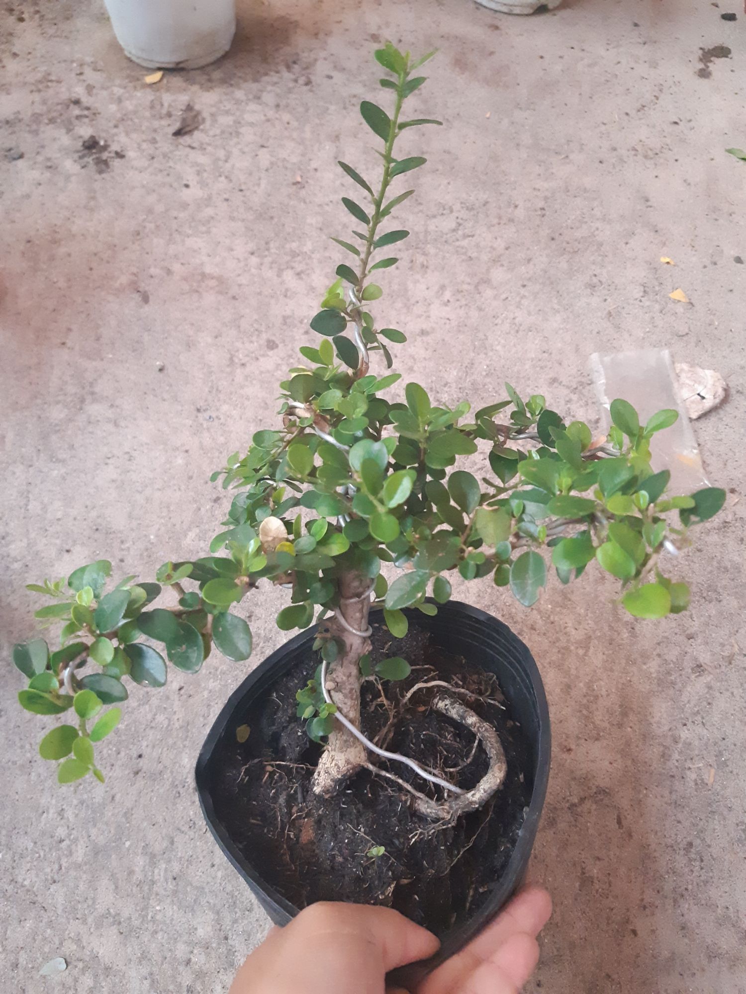 cây sam trái bonsai mini