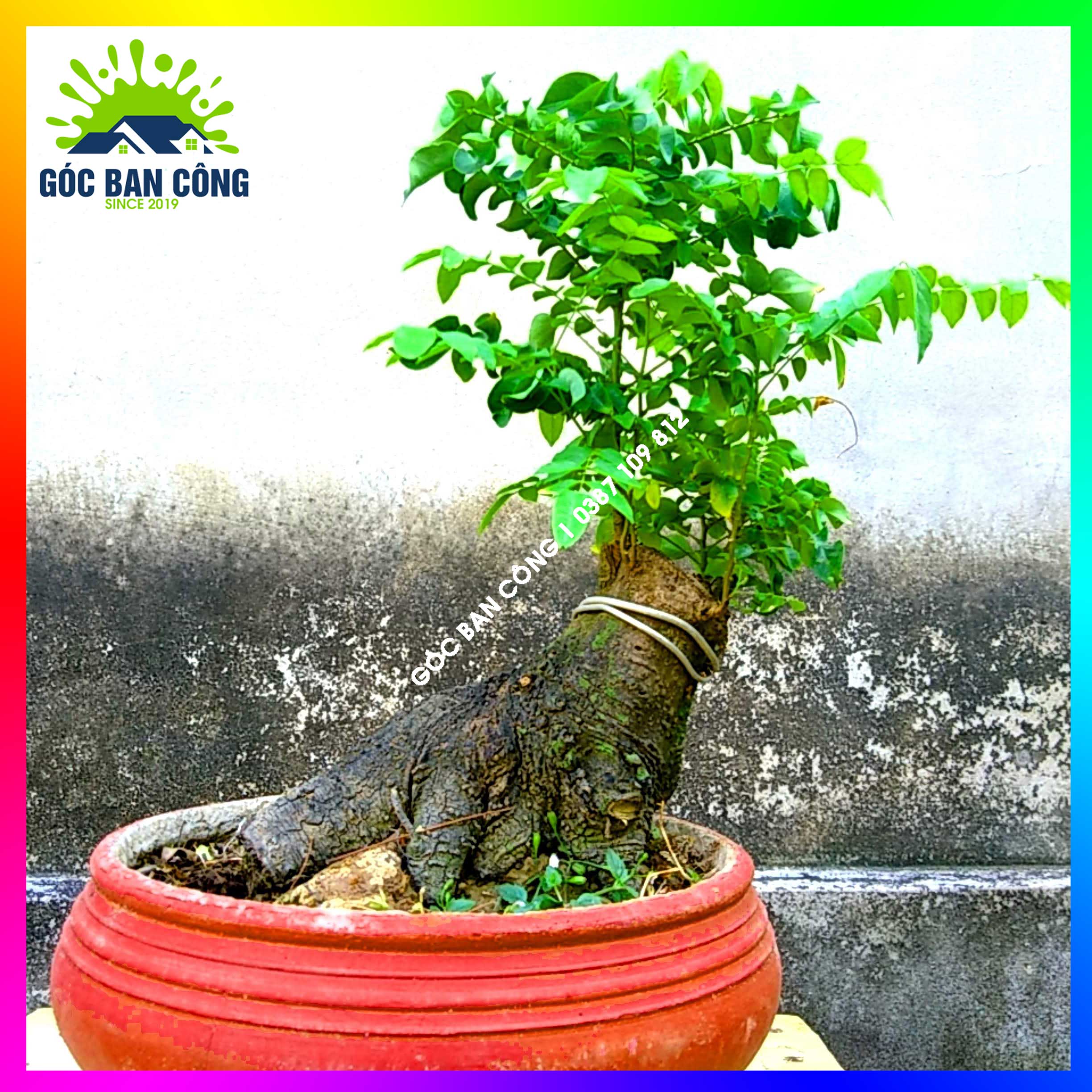 Cây Khế Bonsai Mini Gốc Quái - KBS20