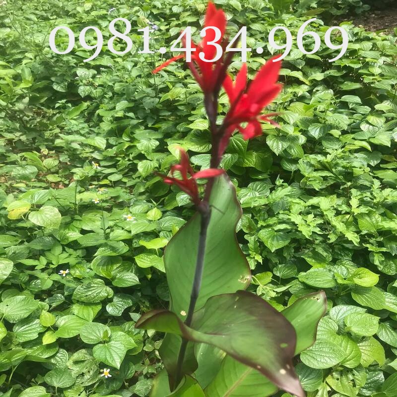 05 cây dong đỏ chuẩn giống tốt cho tim mạch khỏe
