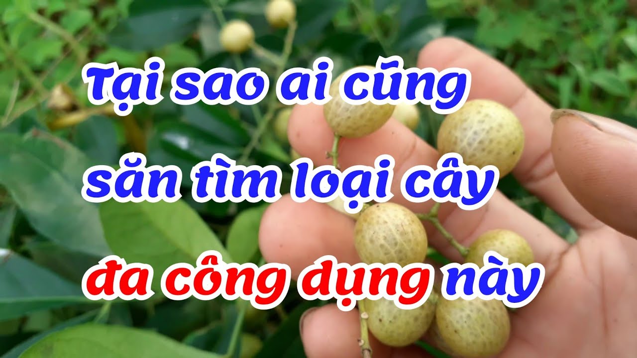 Cây giống cây mắc mật, mác mật giống chuẩn