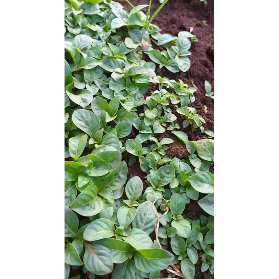 Hạt gáo giống (hạt giống cây thiên ngân) trồng rừng, lấy gỗ