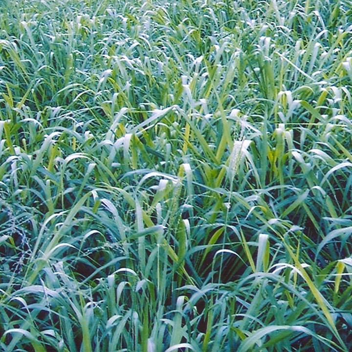 Cỏ sả lá lớn GHINE gói 100gr