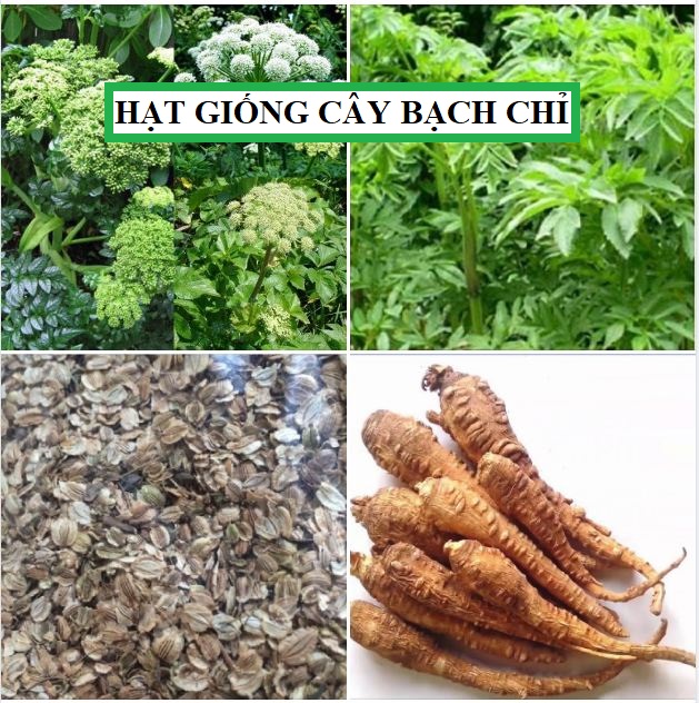 Hạt giống Bạch chỉ - ( cây dược liệu làmthuốc - 50 hạt/gói )