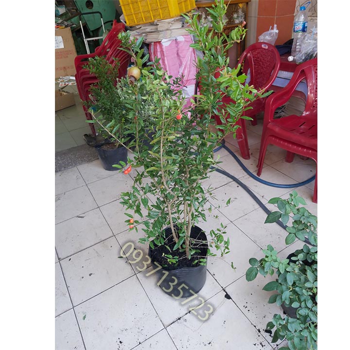 [HCM]cây lựu đỏ ấn độ  -[ ăn trái được ]-[cao từ 40-60 cm ]