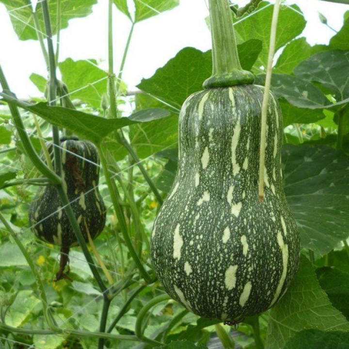 Farm Zone 71 Hạt giống bí hạt đậu F1 giống ngắn ngày siêu dẻo ngọt PSV13 | Phởms Market