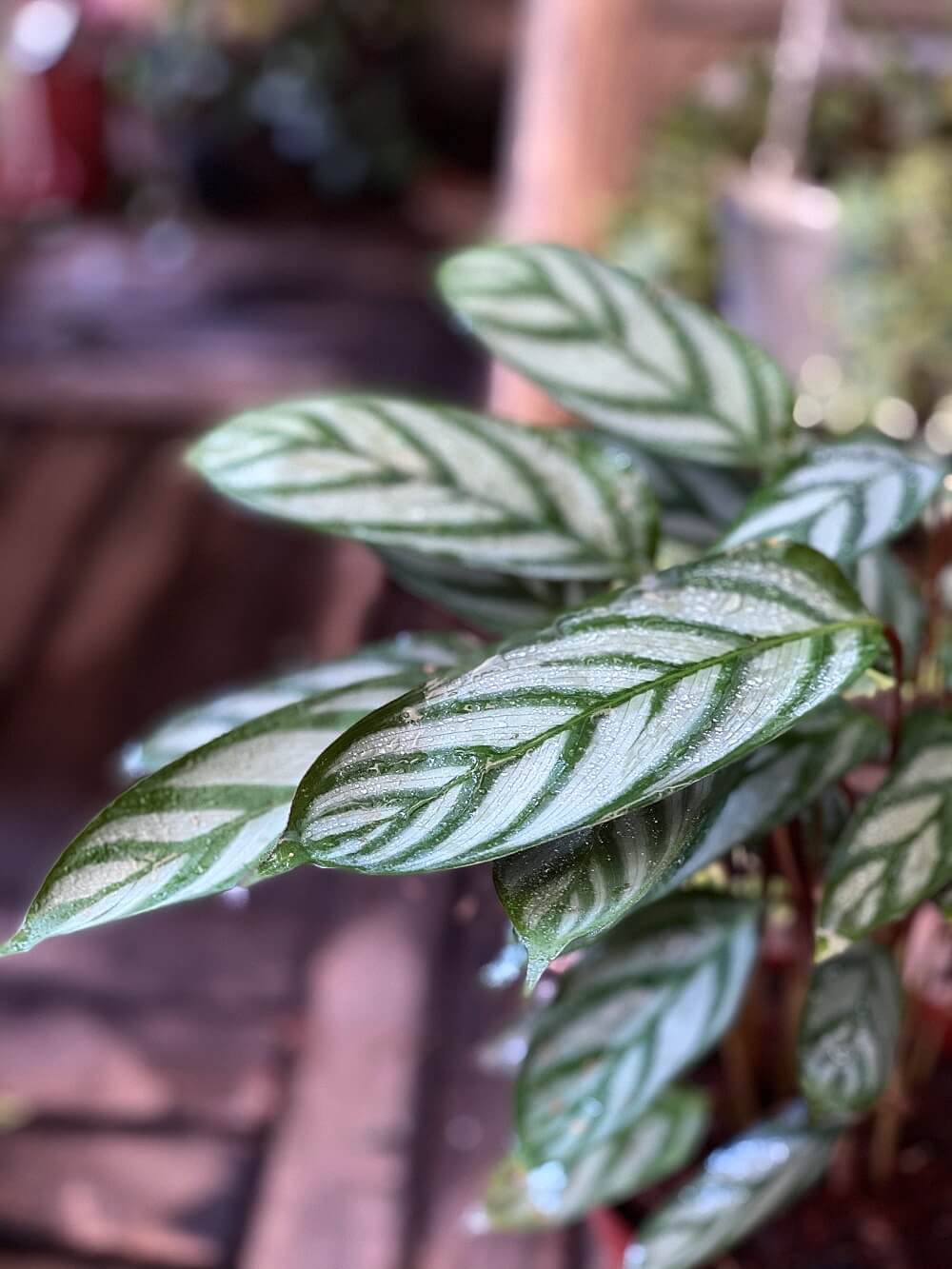Cây Calathea setosa (Ngân Vũ Trúc Vu, Công Setosa, Đuôi Công Setosa) chậu nhựa