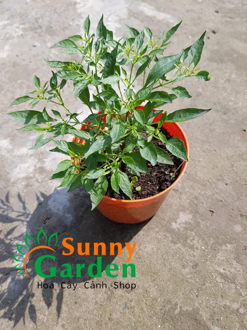 Ớt Mini - Cây Ăn Quả