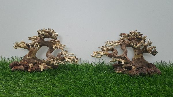 Lũa bonsai cấy rêu ôm đá(N 17- C10)
