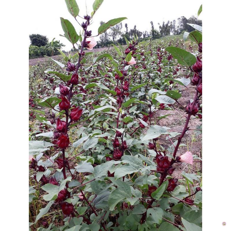 HẠT GIỐNG CÂY GIẤM, HOA ATISO ĐỎ - GÓI 2 GRAM