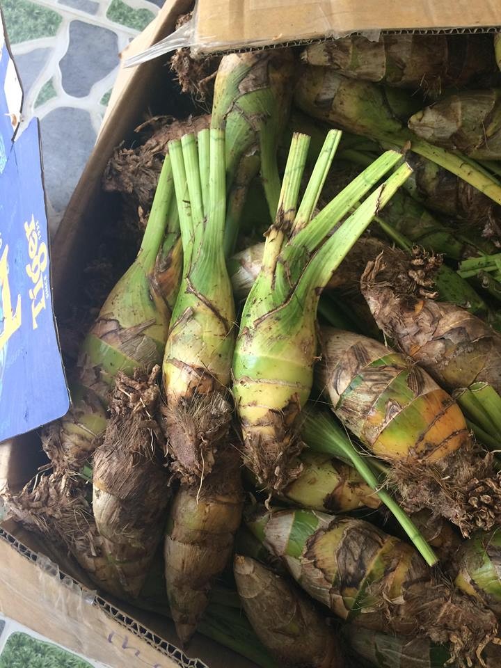 COMBO 3 củ giống địa lan santo hoa Cam ( 3 củ )