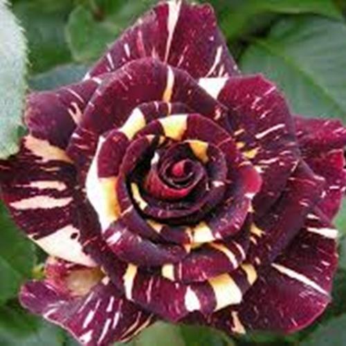 Hạt Giống Hoa Hồng Lai Dragon F1. Túi 10 Hạt - Chất Lượng Cao.