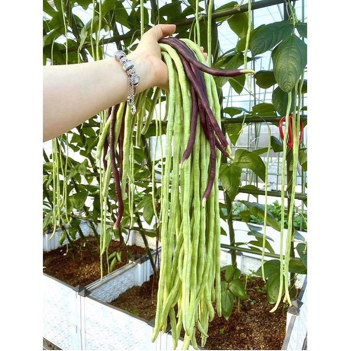 Hạt Giống Cây Đậu Đũa 10g
