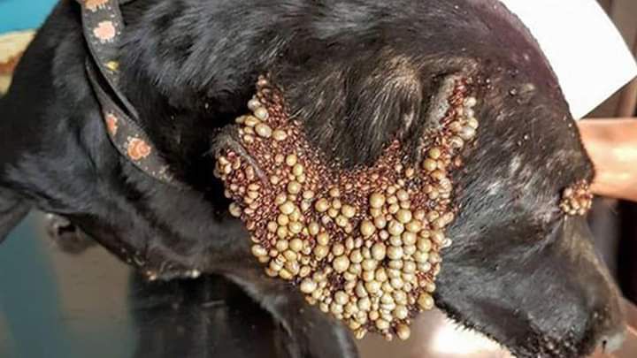 Dung dịch diệt ve chó