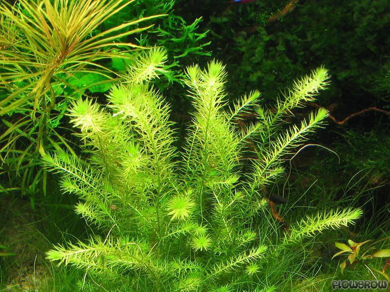 CỎ ĐẦU BẠC - BẠC ĐẦU BÔNG (25 nhánh)