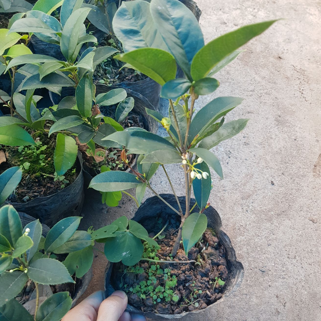 Cây hoa Mộc Hương