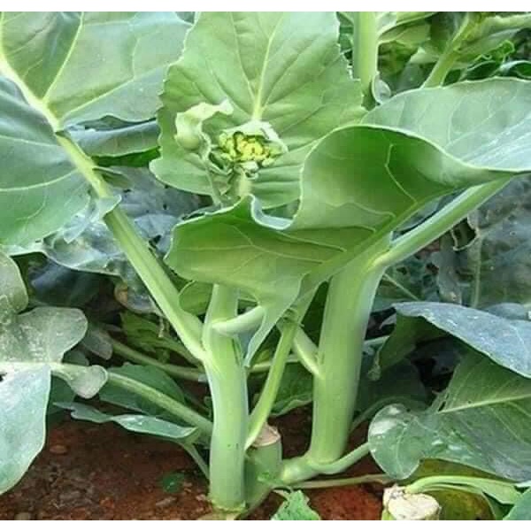 Hạt giống cải làn hoa vàng (cải rổ, độ nảy mầm cao, rau nhiều dinh dưỡng, ăn mềm ngọt )