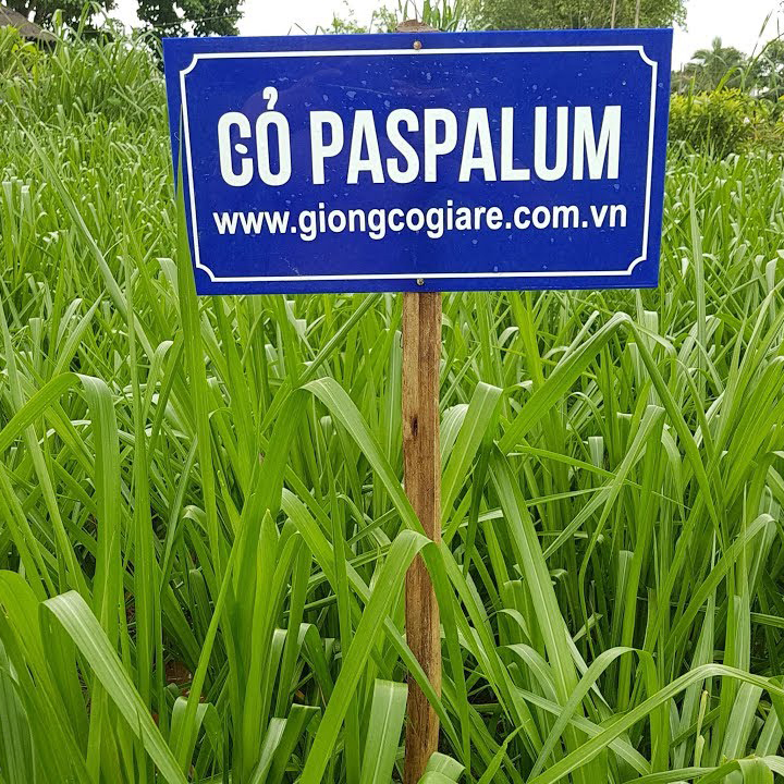 Hạt Giống Cỏ Paspalum - chịu ngập úng